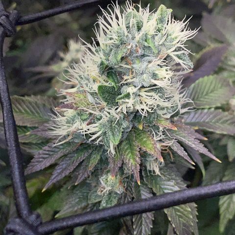 Big Bud 1 Klon 1 by KilliczGe growlog timeline photo