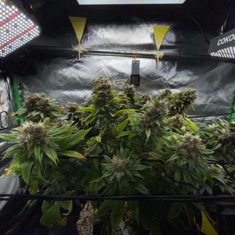 Tangerine Dream Clon #1 by KilliczGe growlog timeline photo