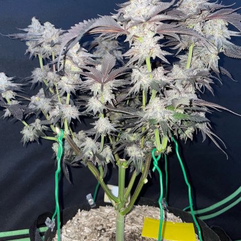 Dante’s Inferno - Mile High Dave by KilliczGe growlog timeline photo