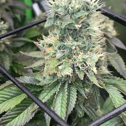 Big Bud 1 Klon 1 by KilliczGe growlog timeline photo