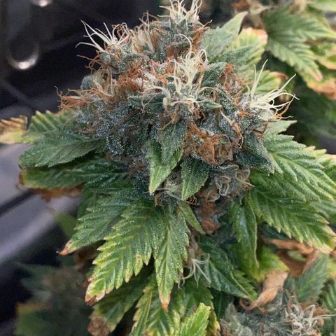 Tangerine Dream Clon #1 by KilliczGe growlog timeline photo