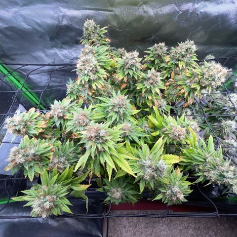 Tangerine Dream Clon #1 by KilliczGe growlog timeline photo