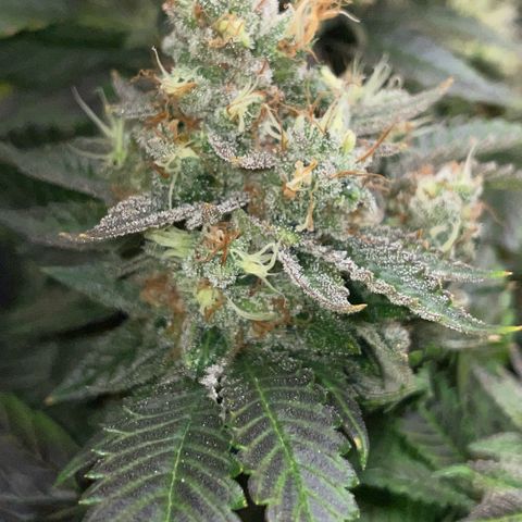 Big Bud 1 Klon 1 by KilliczGe growlog timeline photo