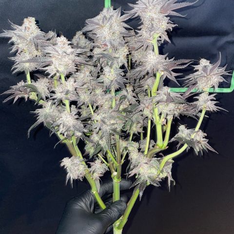 Dante’s Inferno - Mile High Dave by KilliczGe growlog timeline photo