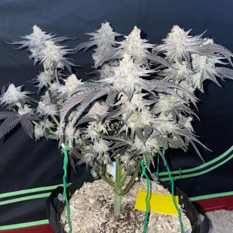 Dante’s Inferno - Mile High Dave by KilliczGe growlog timeline photo