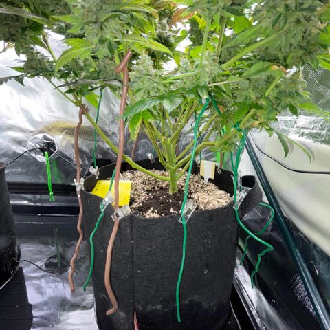 Big Bud 1 Klon 1 by KilliczGe growlog timeline photo