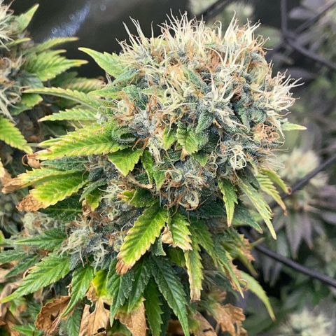 Tangerine Dream Clon #1 by KilliczGe growlog timeline photo