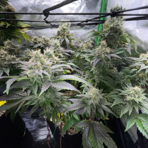 Big Bud 1 Klon 1 by KilliczGe growlog timeline photo