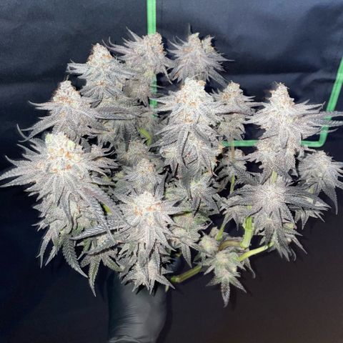 Dante’s Inferno - Mile High Dave by KilliczGe growlog timeline photo