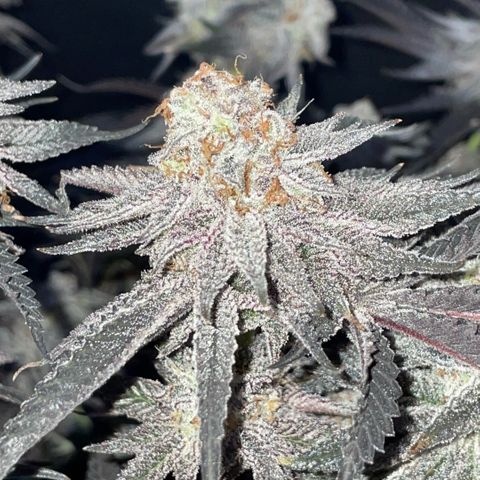 Dante’s Inferno - Mile High Dave by KilliczGe growlog timeline photo