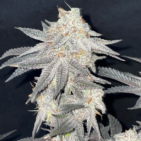 Dante’s Inferno - Mile High Dave by KilliczGe growlog timeline photo