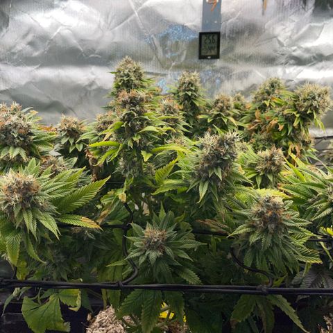 Tangerine Dream Clon #1 by KilliczGe growlog timeline photo
