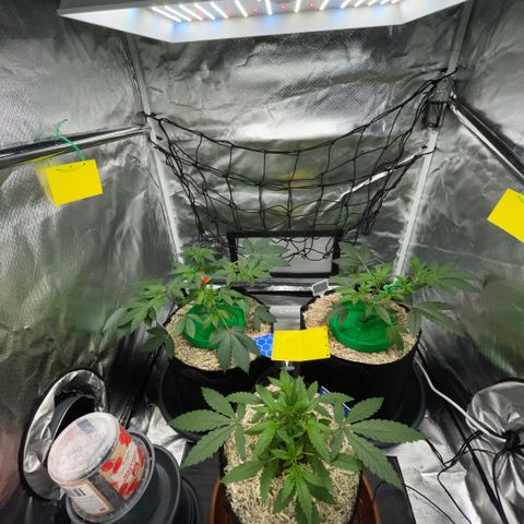Grape Soda Auto - by KilliczGe growlog timeline photo