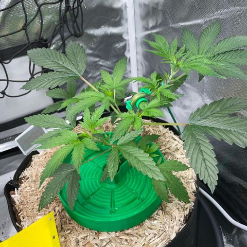 Special Kush 1 - GwJ Community Award Winning Celebration Grow Part 2 -The Price - by KilliczGe growlog timeline photo