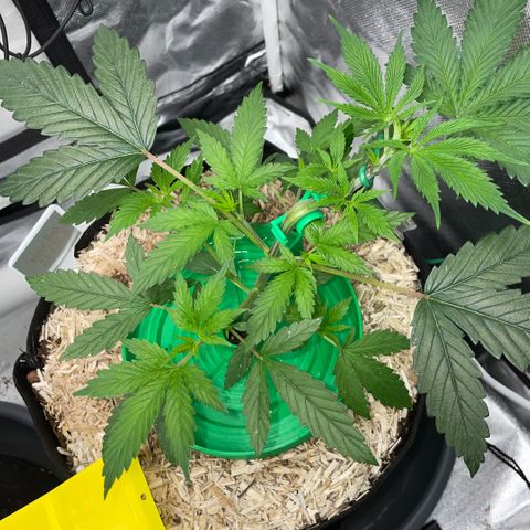 Special Kush 1 - GwJ Community Award Winning Celebration Grow Part 2 -The Price - by KilliczGe growlog timeline photo