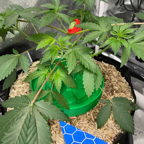 Critical Kush - GwJ Community Award Winning Celebration Grow Part 1 - The Winner - by KilliczGe growlog timeline photo