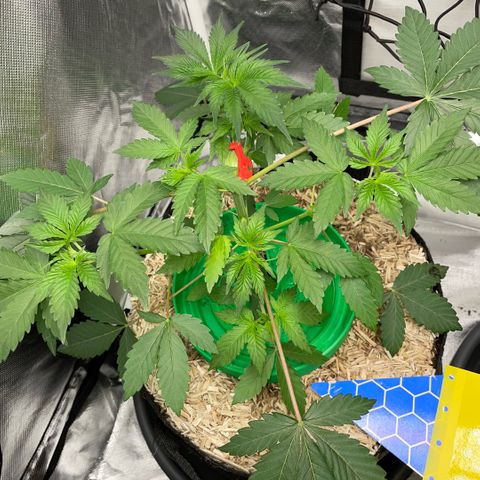 Critical Kush - GwJ Community Award Winning Celebration Grow Part 1 - The Winner - by KilliczGe growlog timeline photo