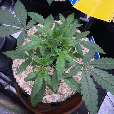 Grape Soda Auto - by KilliczGe growlog timeline photo