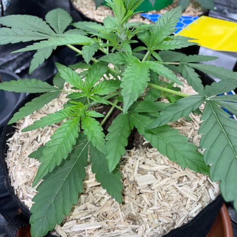 Grape Soda Auto - by KilliczGe growlog timeline photo