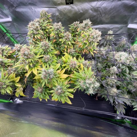 Tangerine Dream Clon #1 by KilliczGe growlog timeline photo