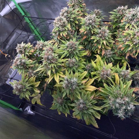 Tangerine Dream Clon #1 by KilliczGe growlog timeline photo