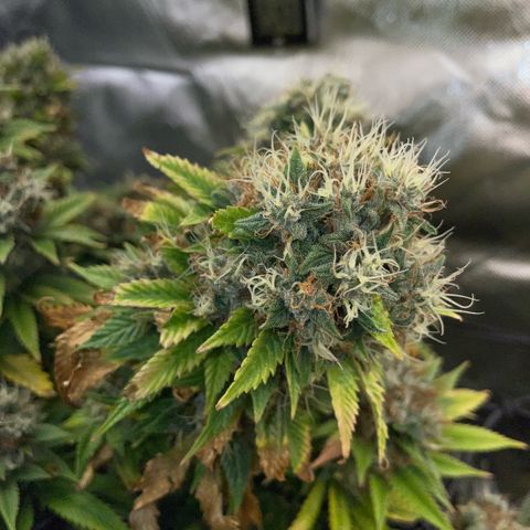 Tangerine Dream Clon #1 by KilliczGe growlog timeline photo