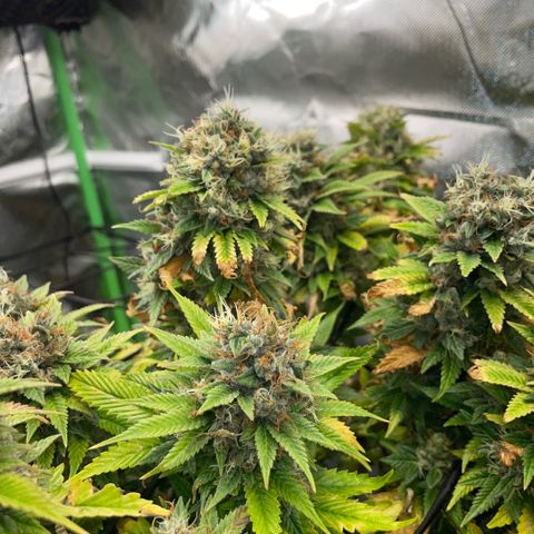 Tangerine Dream Clon #1 by KilliczGe growlog timeline photo