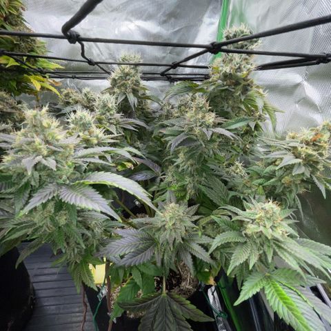 Big Bud 1 Klon 1 by KilliczGe growlog timeline photo