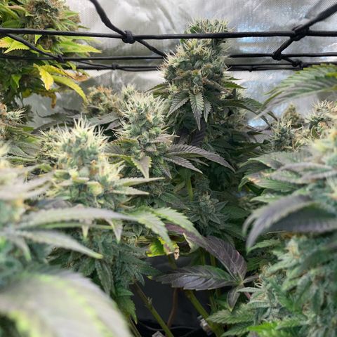 Big Bud 1 Klon 1 by KilliczGe growlog timeline photo