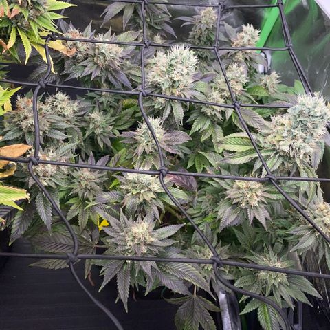 Big Bud 1 Klon 1 by KilliczGe growlog timeline photo