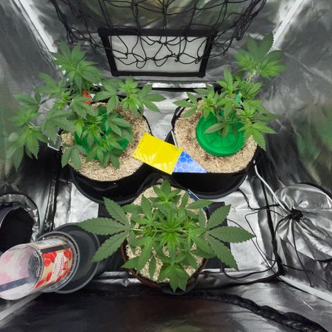 Grape Soda Auto - by KilliczGe growlog timeline photo