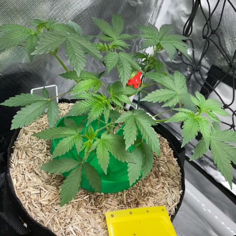 Critical Kush - GwJ Community Award Winning Celebration Grow Part 1 - The Winner - by KilliczGe growlog timeline photo