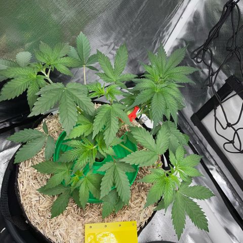 Critical Kush - GwJ Community Award Winning Celebration Grow Part 1 - The Winner - by KilliczGe growlog timeline photo