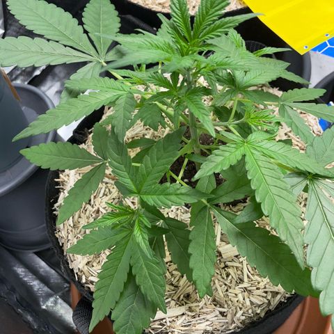 Grape Soda Auto - by KilliczGe growlog timeline photo