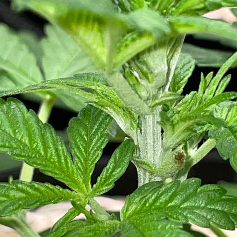 Grape Soda Auto - by KilliczGe growlog timeline photo