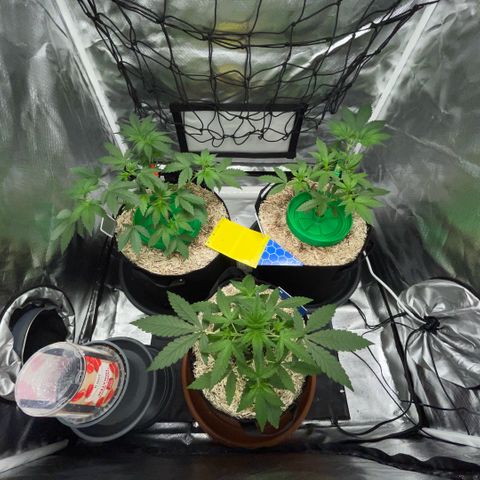 Grape Soda Auto - by KilliczGe growlog timeline photo