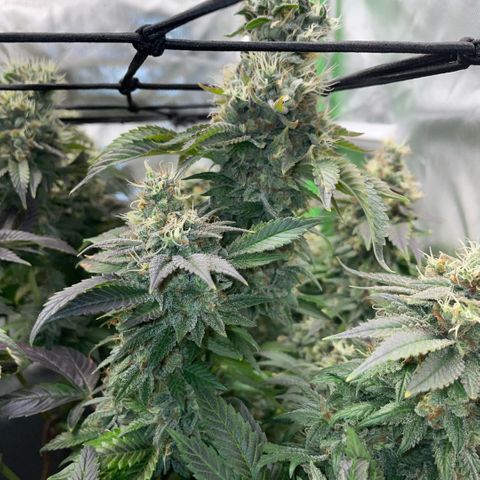 Big Bud 1 Klon 1 by KilliczGe growlog timeline photo