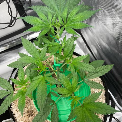 Special Kush 1 - GwJ Community Award Winning Celebration Grow Part 2 -The Price - by KilliczGe growlog timeline photo