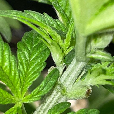Grape Soda Auto - by KilliczGe growlog timeline photo