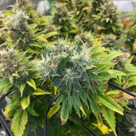 Tangerine Dream Clon #1 by KilliczGe growlog timeline photo