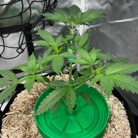 Special Kush 1 - GwJ Community Award Winning Celebration Grow Part 2 -The Price - by KilliczGe growlog timeline photo
