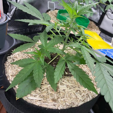 Grape Soda Auto - by KilliczGe growlog timeline photo