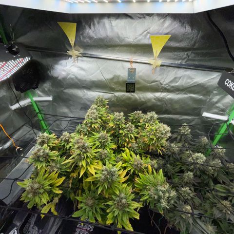 Tangerine Dream Clon #1 by KilliczGe growlog timeline photo