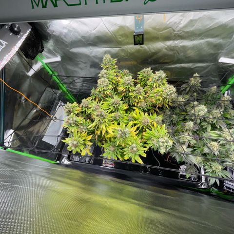 Tangerine Dream Clon #1 by KilliczGe growlog timeline photo