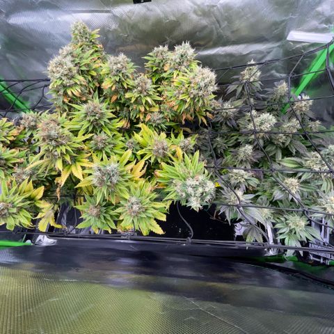 Tangerine Dream Clon #1 by KilliczGe growlog timeline photo