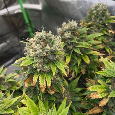 Tangerine Dream Clon #1 by KilliczGe growlog timeline photo