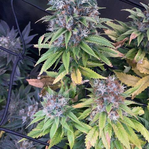Tangerine Dream Clon #1 by KilliczGe growlog timeline photo