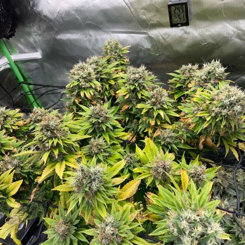 Tangerine Dream Clon #1 by KilliczGe growlog timeline photo