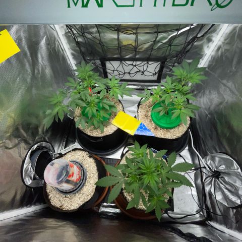 Grape Soda Auto - by KilliczGe growlog timeline photo
