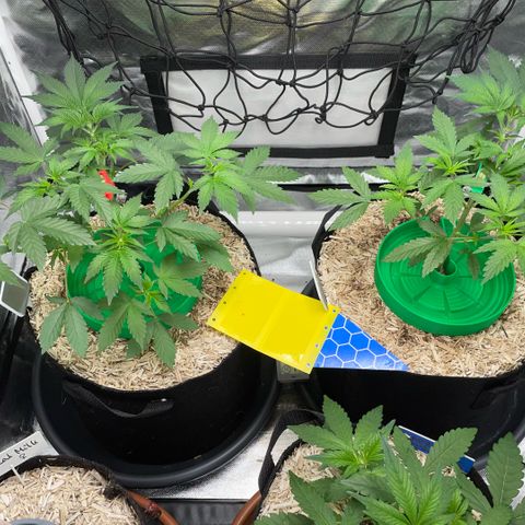 Critical Kush - GwJ Community Award Winning Celebration Grow Part 1 - The Winner - by KilliczGe growlog timeline photo